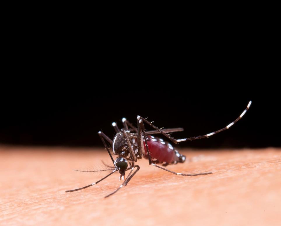 Piauí apresenta aumento de 745% nos casos de dengue em sua 19° semana epidemiológica