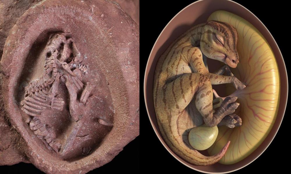 Embriões super preservados de dinossauros são encontrados na China